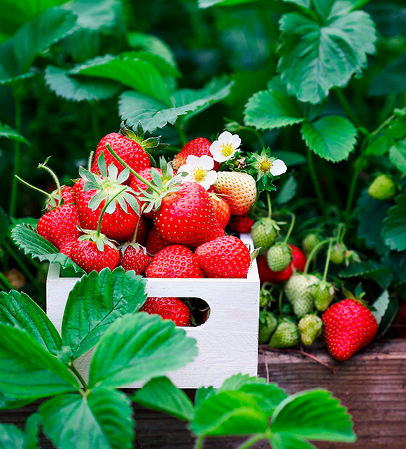 Fincas de fresas en Huelva